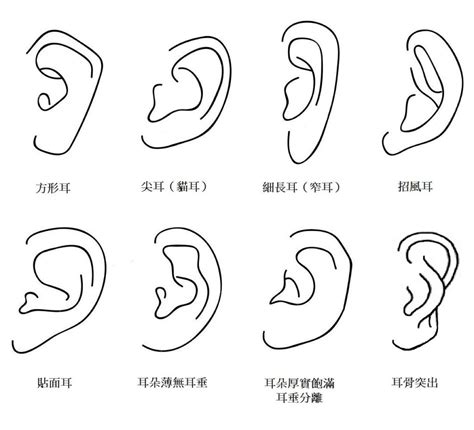 耳型 性格|【占い師監修】耳の形で性格や恋愛傾向が丸わかり！。